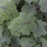 Tiarella cordifolia 葉