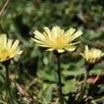 Pilosella lactucella Flower