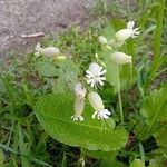 Silene vulgarisBlomst