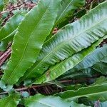 Asplenium scolopendrium Liść