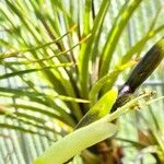 Tillandsia limbata Leaf