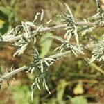 Centaurea diffusa Hoja