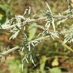 Centaurea diffusa Blad