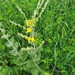 Verbascum pulverulentumFlower