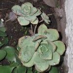 Aeonium haworthii Webb & Berthel.Ліст