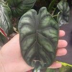 Alocasia baginda Лист