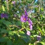 Solanum laciniatum Кветка