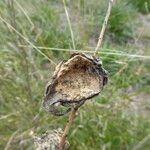 Gomphocarpus fruticosus Fruit