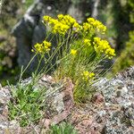 Biscutella arvernensis Tabia