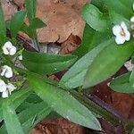 Lobularia maritima Yaprak