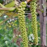 Juglans regia 花