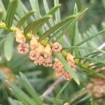 Taxus baccata Flower