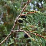 Juniperus recurva Hábito