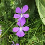 Viola cornuta Flower