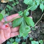 Geum urbanumLeaf