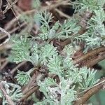 Artemisia alba Likasa
