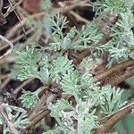 Artemisia alba Foglia