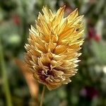Phalaris canariensis Fleur