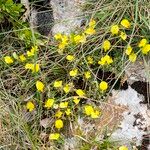 Ononis striata Other