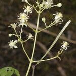 Clematis dioica Flower