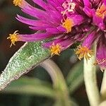 Gomphrena globosa Φύλλο