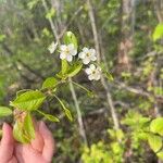 Prunus pensylvanicaLiść