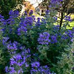 Caryopteris x clandonensis Habit