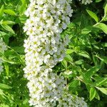 Spiraea hypericifolia Çiçek