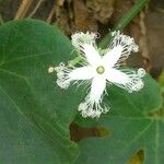 Trichosanthes cucumerina Fiore