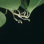 Siparuna decipiens Yaprak