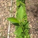 Verbesina alternifolia Folha