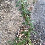 Amaranthus blitoidesᱵᱟᱦᱟ