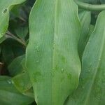 Costus pictus Fuelha