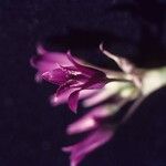 Allium crispum Квітка