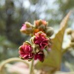 Ruizia cordata Floare