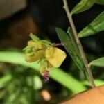 Polygala sphenoptera Flor