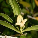 Justicia hyssopifolia फल