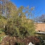 Salix eleagnos Hábito