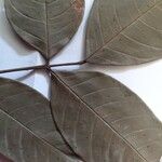 Ormosia paraensis Leaf