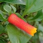 Manettia luteorubra Flor