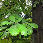 Quercus petraea Lehti