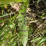 Dactylorhiza majalis पत्ता