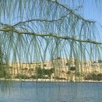 Parkinsonia aculeata Feuille