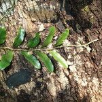 Microgramma mauritiana Leaf