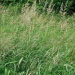 Agrostis gigantea Агульны выгляд