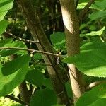 Fortunearia sinensis বাকল
