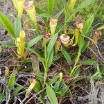 Nepenthes madagascariensis Costuma