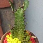 Euphorbia trigona Blatt