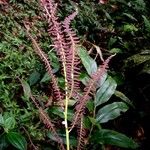 Olfersia cervina Хабит