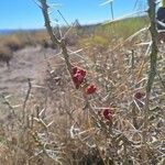 Cylindropuntia leptocaulis Fruit